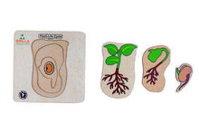 Load image into Gallery viewer, Wooden Multilayered Pick and Place Puzzle for Life Cycle- Variations